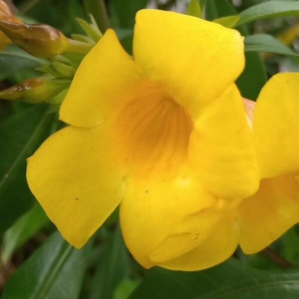 Allamanda cathartica Flower