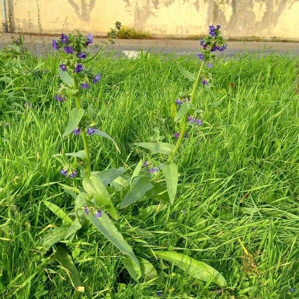 Anchusa officinalis موطن