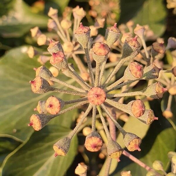 Hedera helix Õis