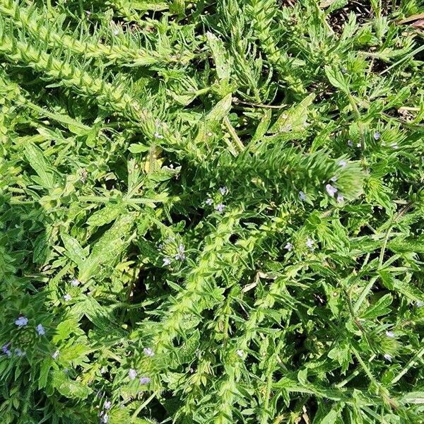 Verbena bracteata 叶