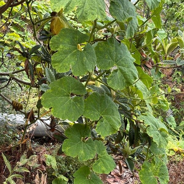 Cucurbita ficifolia 葉