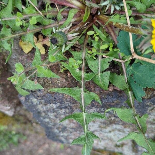 Taraxacum campylodes Leaf