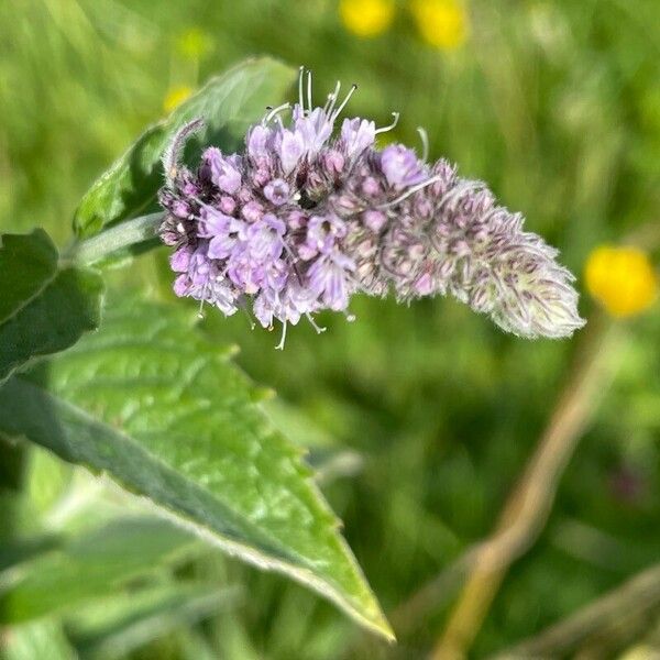 Mentha longifolia Cvet