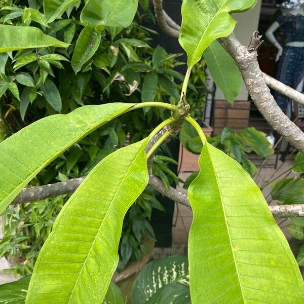 Plumeria alba Листок