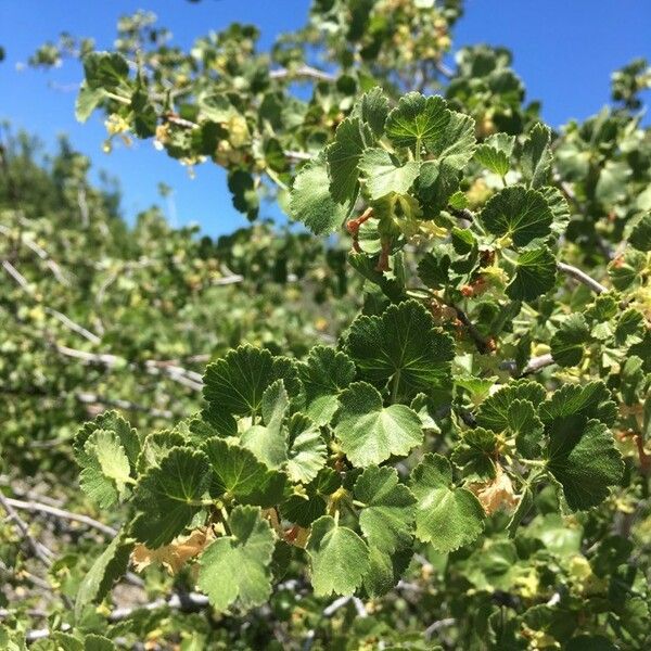 Ribes cereum Lapas