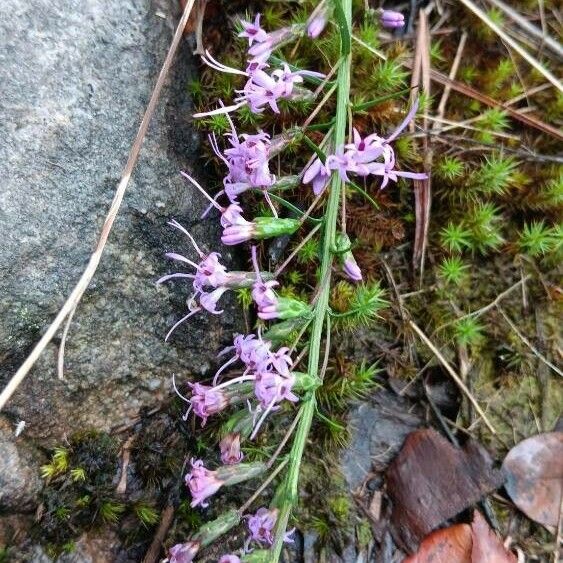 Liatris gracilis Õis