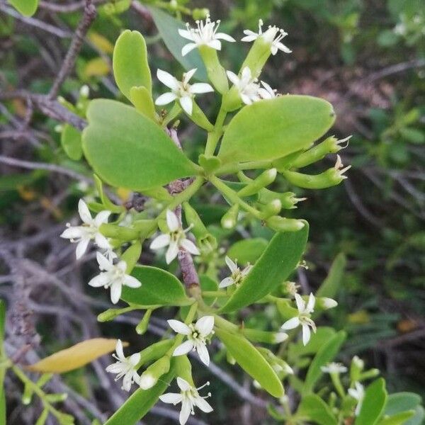 Lumnitzera racemosa Fiore