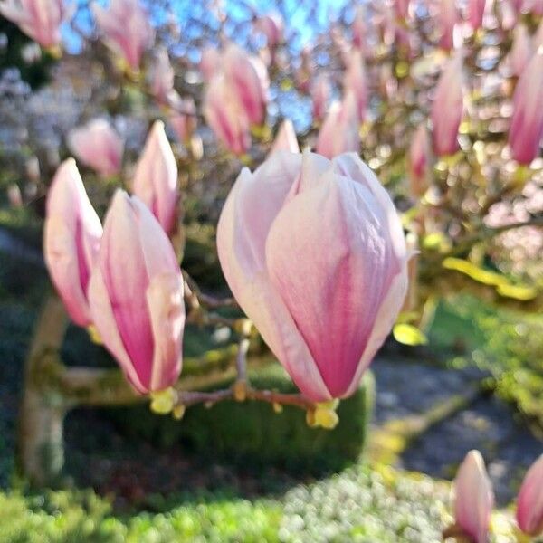 Magnolia × soulangeana Fleur