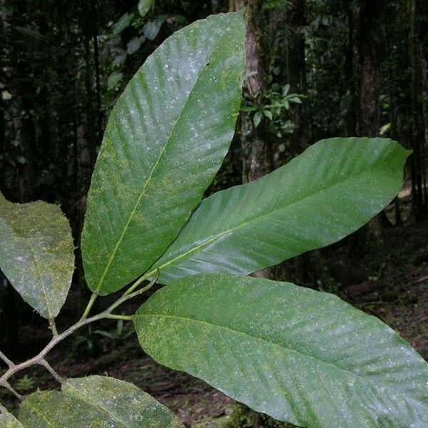 Dipterocarpus hasseltii 其他