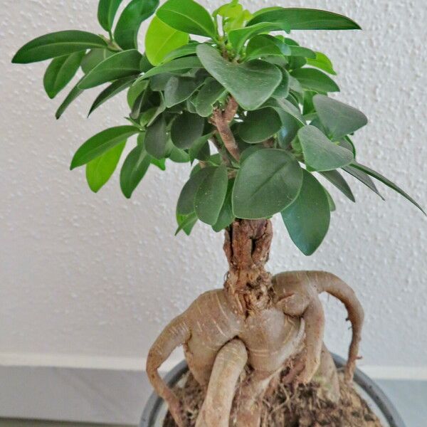 Ficus microcarpa ᱛᱟᱦᱮᱸ
