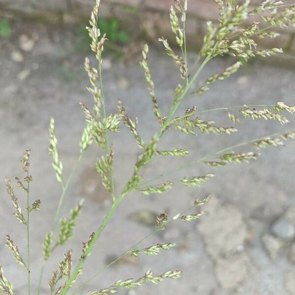 Sorghum halepense Leaf