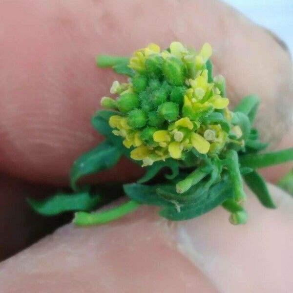 Dichasianthus runcinatus Bloem