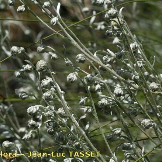 Artemisia nitida Flor