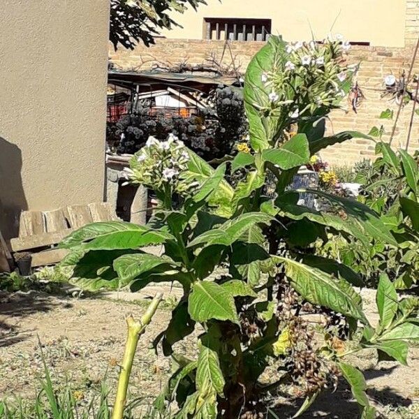 Nicotiana tabacum 整株植物