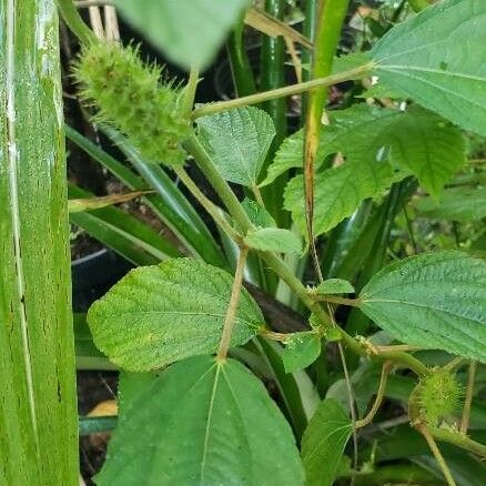 Acalypha alopecuroidea Blatt