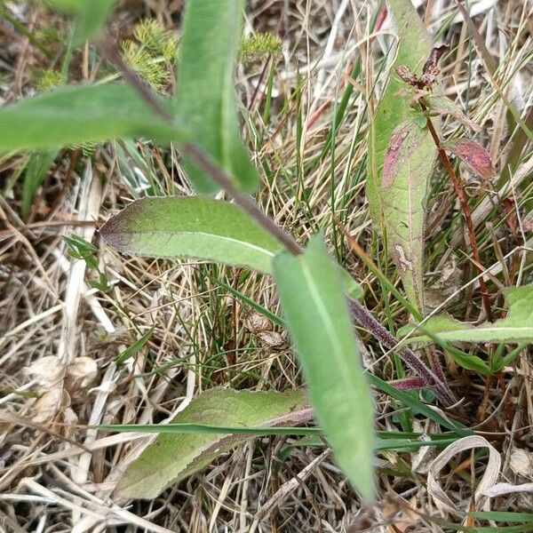 Centaurea phrygia Leaf