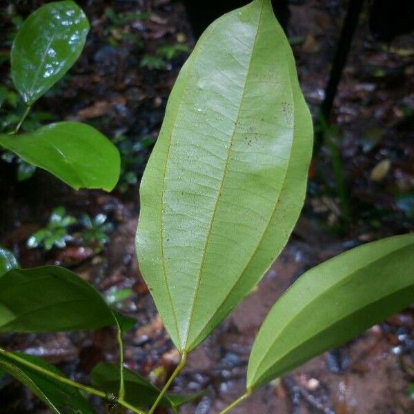 Abuta grandifolia ഇല