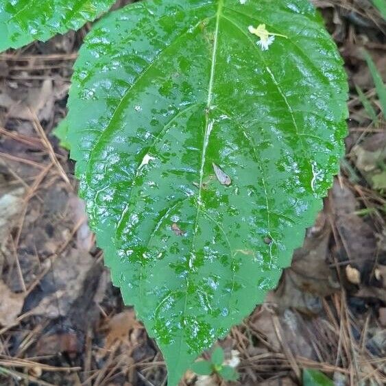 Collinsonia canadensis Leaf