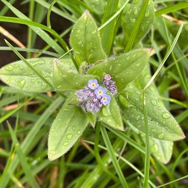 Myosotis arvensis Квітка