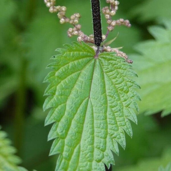 Urtica dioica Blatt