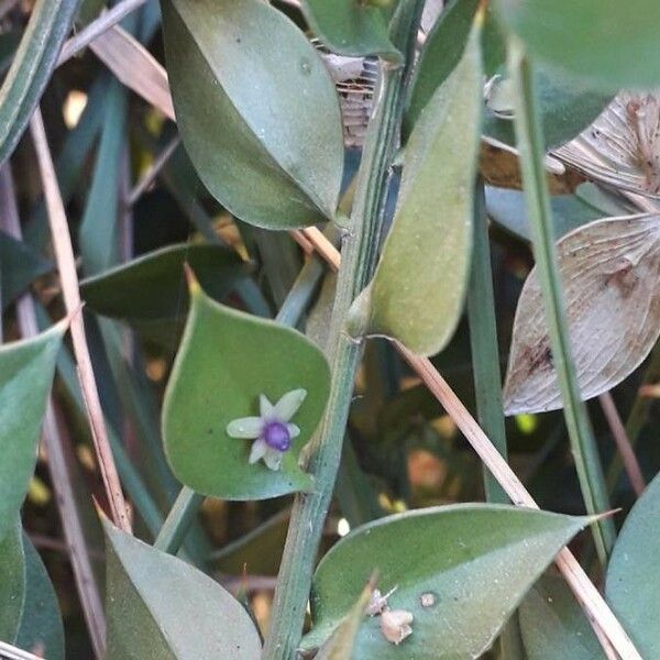 Ruscus aculeatus Fleur