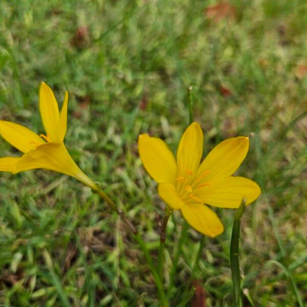 Zephyranthes citrina Flower