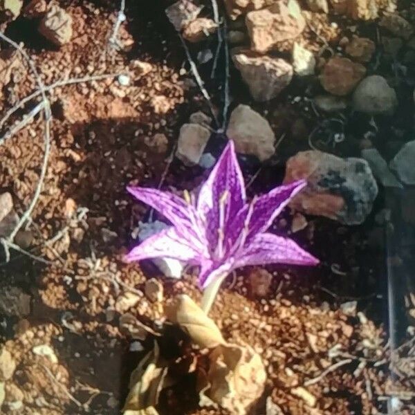 Colchicum variegatum Flower