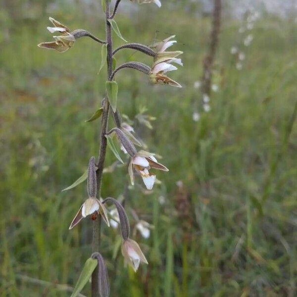 Epipactis palustris Flor