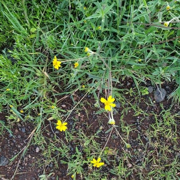 Aspilia mossambicensis Flor