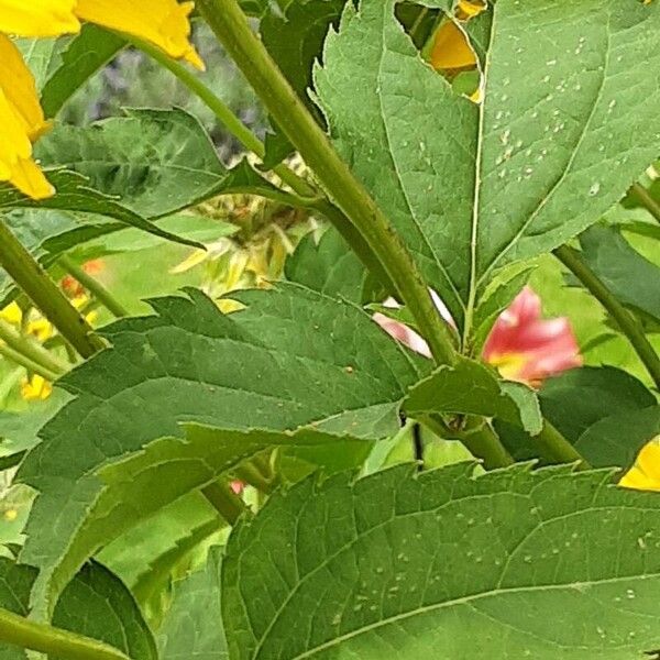 Heliopsis helianthoides Folla