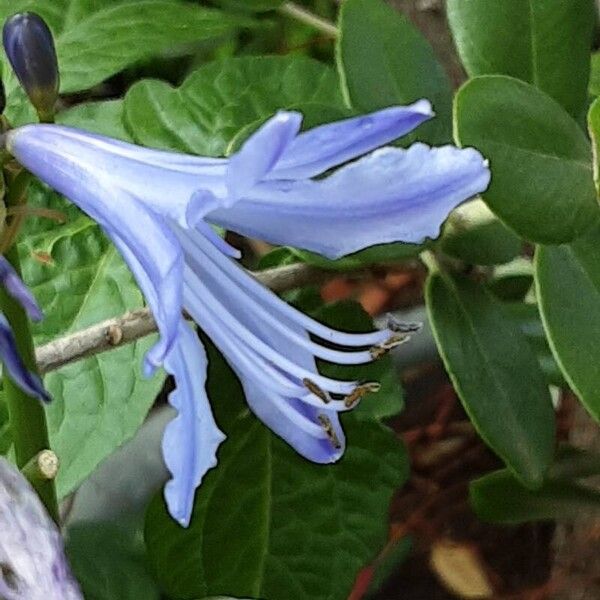 Agapanthus praecox Květ