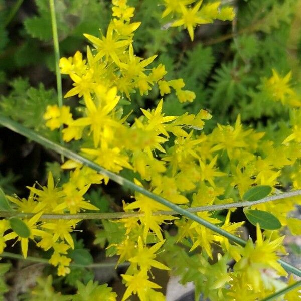 Sedum sexangulare Flower