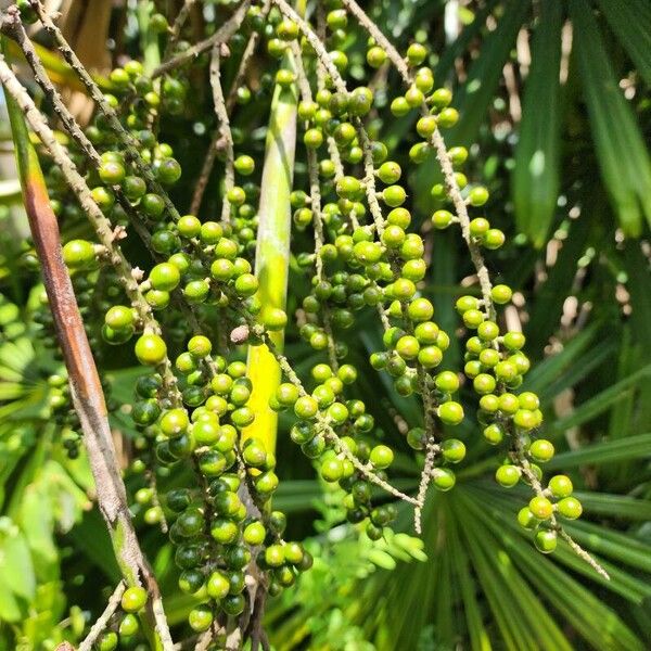 Licuala spinosa Fruit