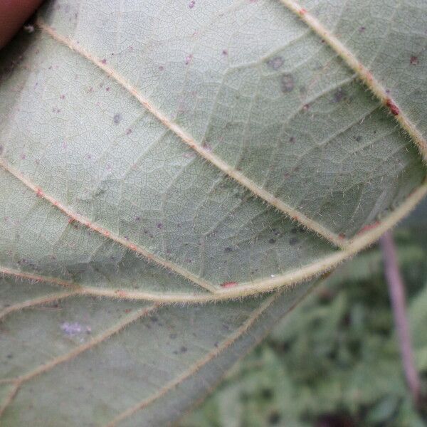 Uapaca pilosa Blad