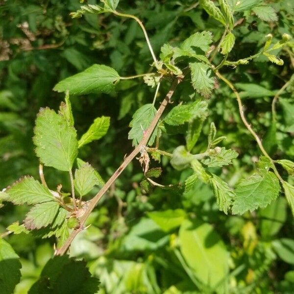 Rubus pensilvanicus Kůra