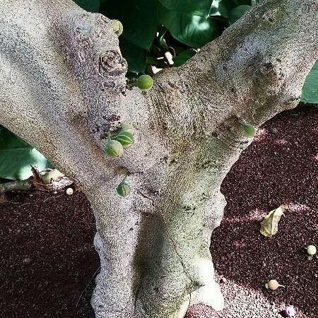 Ficus aspera Habitat