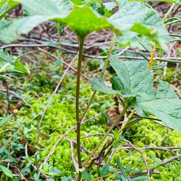 Rubus chamaemorus Φύλλο