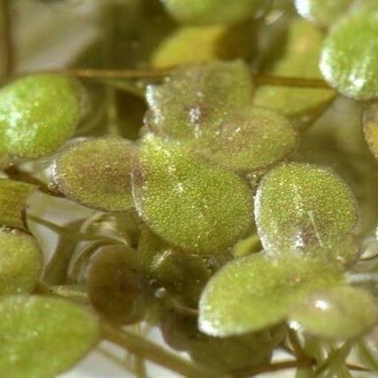 Lemna turionifera Leaf