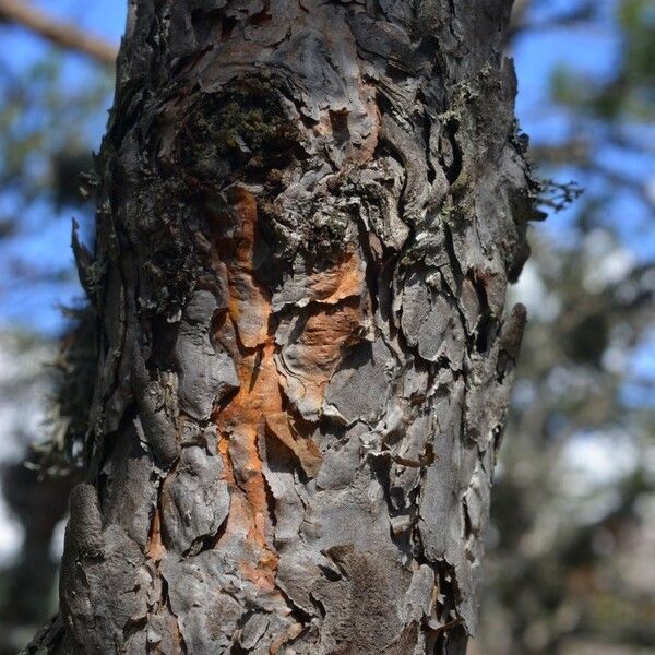 Pinus cembroides Plante entière