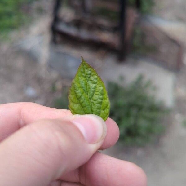 Catalpa ovata 葉