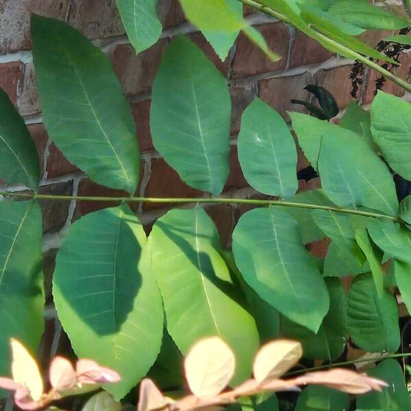 Carya illinoinensis Foglia