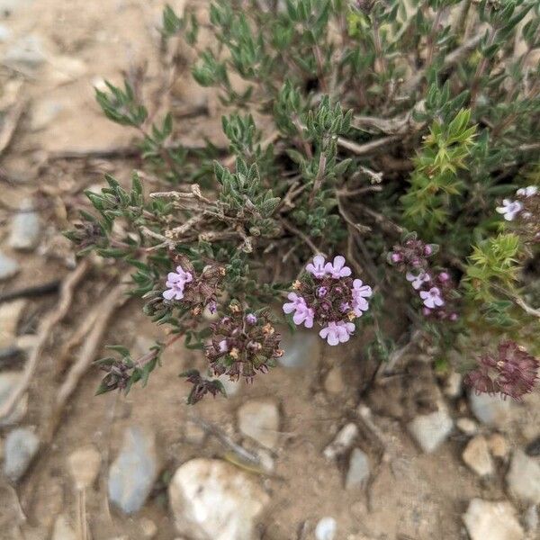 Thymus algeriensis Flower