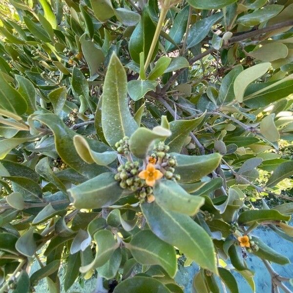 Avicennia marina Flower