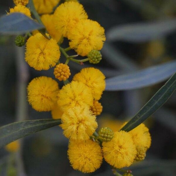 Acacia retinodes Çiçek