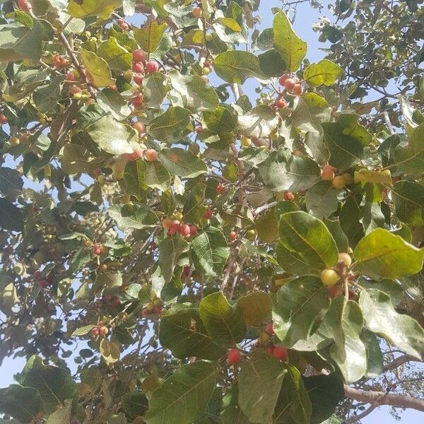 Ficus glumosa পাতা