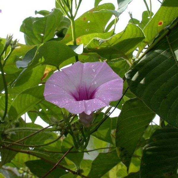 Ipomoea tiliacea autre