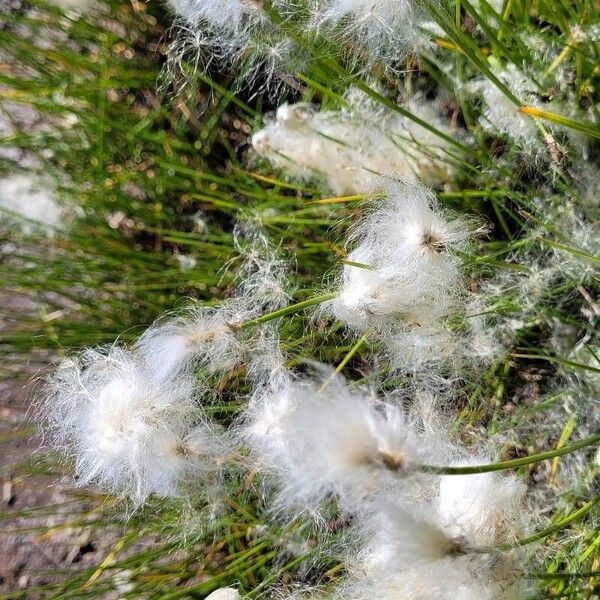 Eriophorum scheuchzeri Кветка