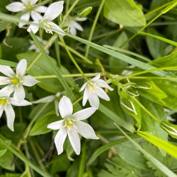 Ornithogalum divergens Õis