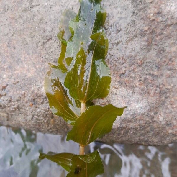 Potamogeton perfoliatus Ліст