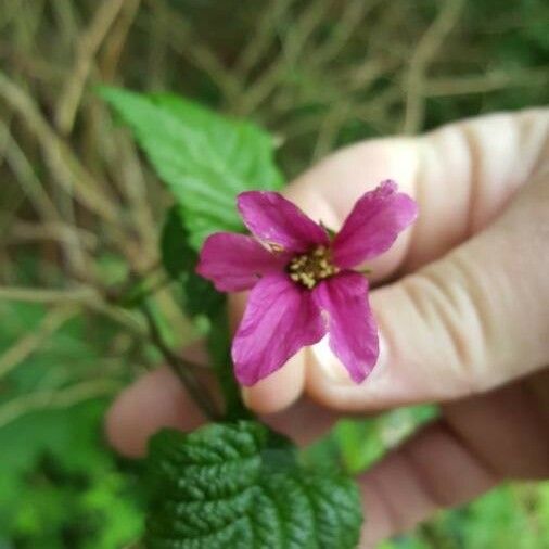 Rubus spectabilis പുഷ്പം